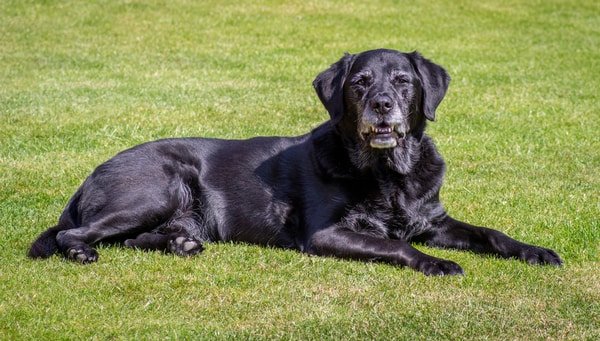 older black lab