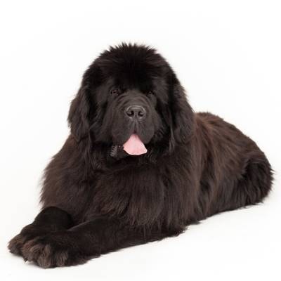 The Newfoundland