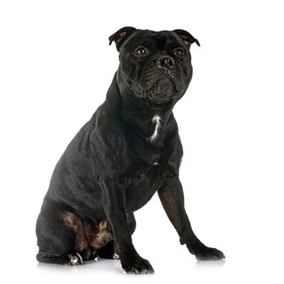 Staffordshire Bull Terrier