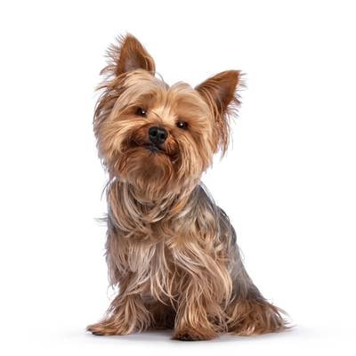 Yorkie