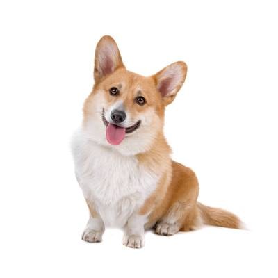 Pembroke Welsh Corgi