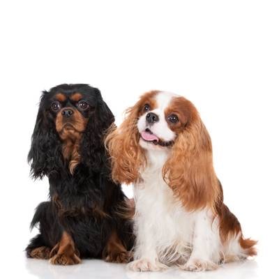 Cavalier King Charles