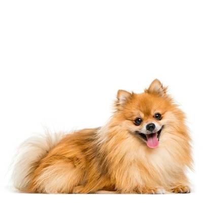 Pomeranian