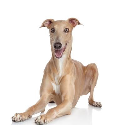 Greyhounds